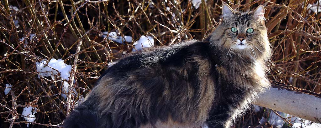 norsk skogkatt i vinterlandskap