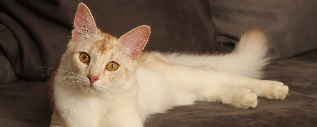 en somali katt i färgen fawn