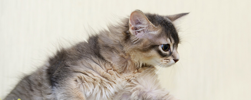 långhårig kattunge av kattrasen somali