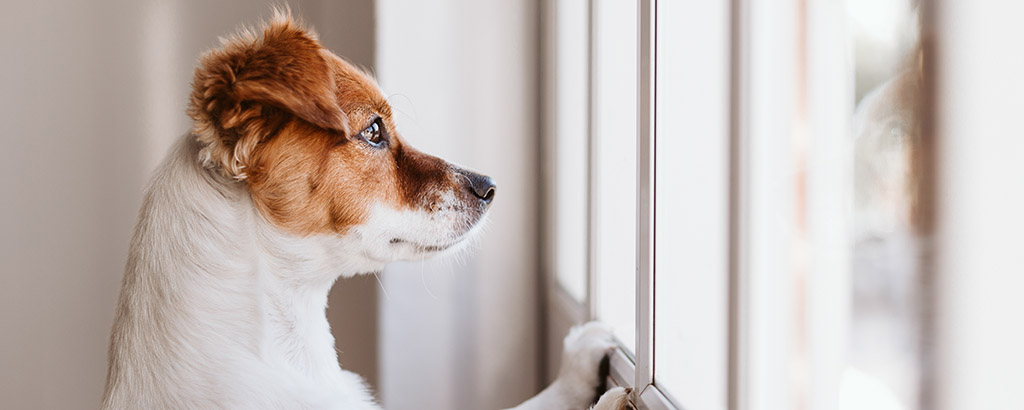 liten söt hund tittar ut genom fönstret