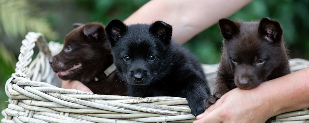 söta hundvalpar australian kelpie i en korg