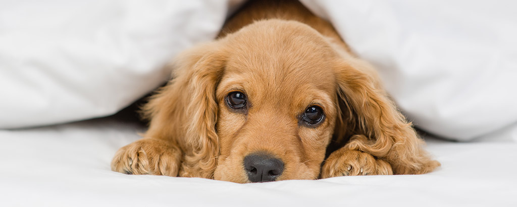 söt valp cocker spaniel som är lite hängig