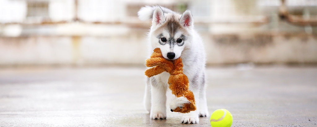 valp siberian husky med sina leksaker