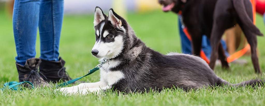 valp siberian husky på valpkurs