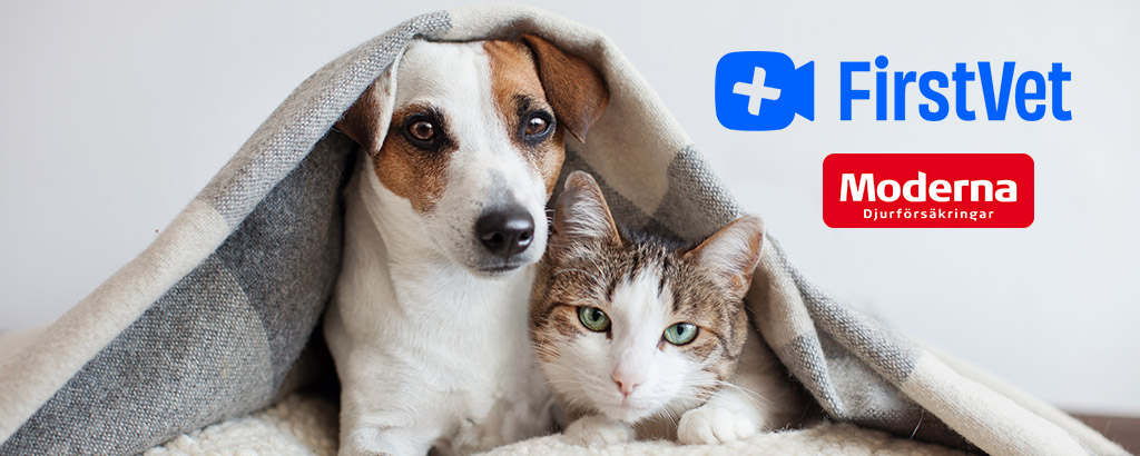 hund och katt sitter under en filt