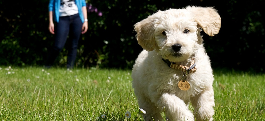 labradoodle valp springer på en gräsmatta