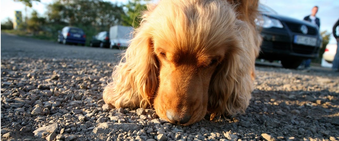 cocker spaniel nosar på marken närbild