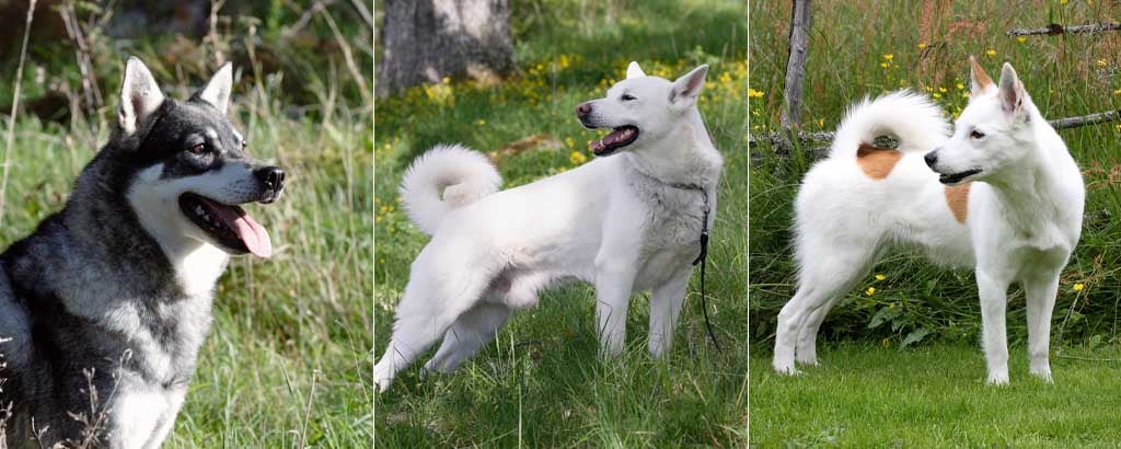 porträtt av jämthund, vit älghund och norrbottenspets