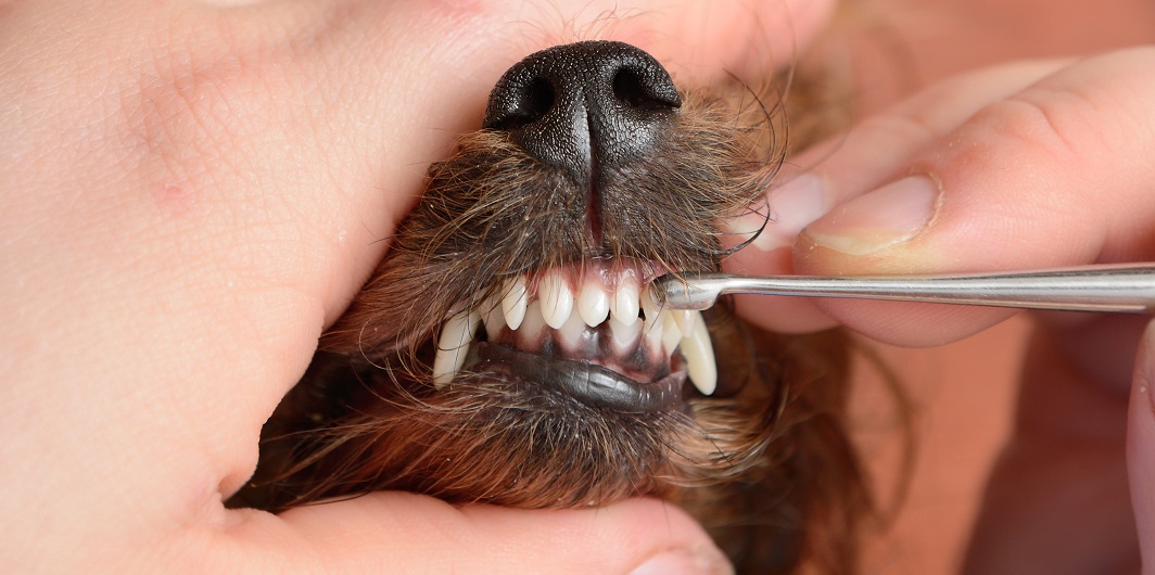 Tandsten hund – vad är det och hur tar man bort tandsten