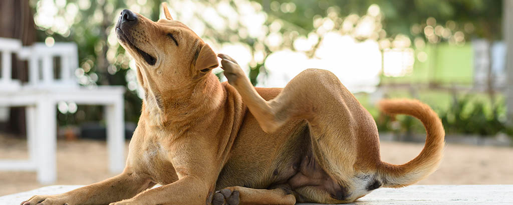 hund med okänd bakgrund utomhus