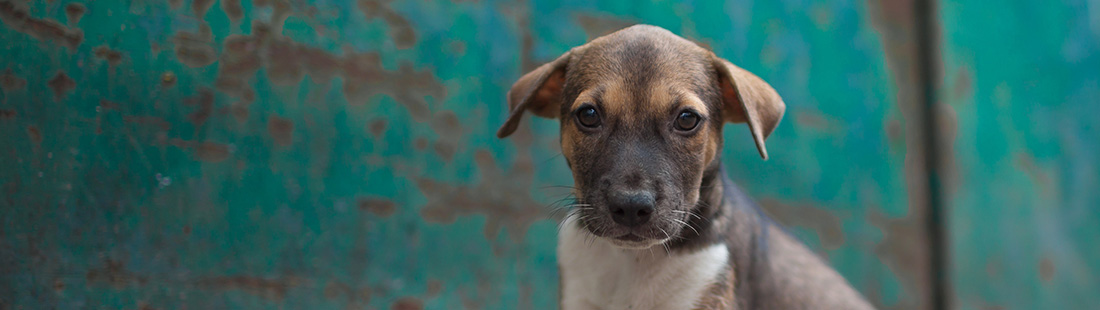 Att adoptera en hund Moderna Djurförsäkringar