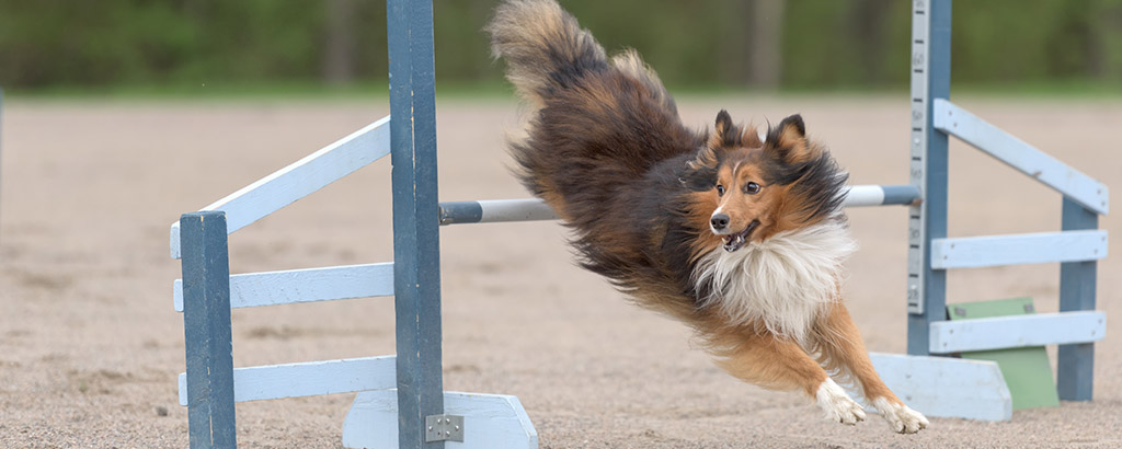 shetland sheepdog på agilitybana med hinder