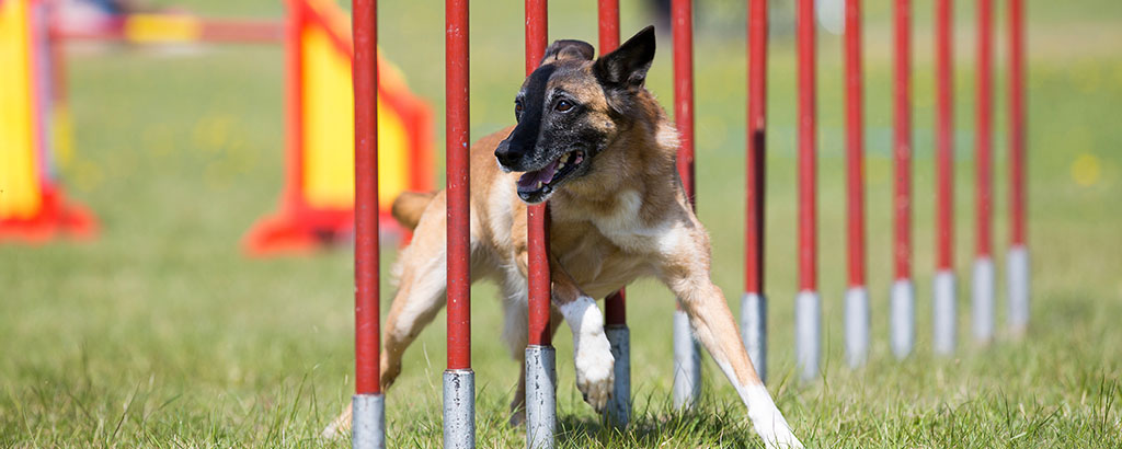 belgisk vallhund malinois som tränar agility