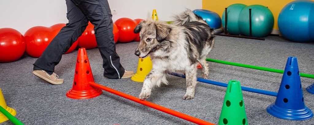 glad hund tränar balans med cavaletti