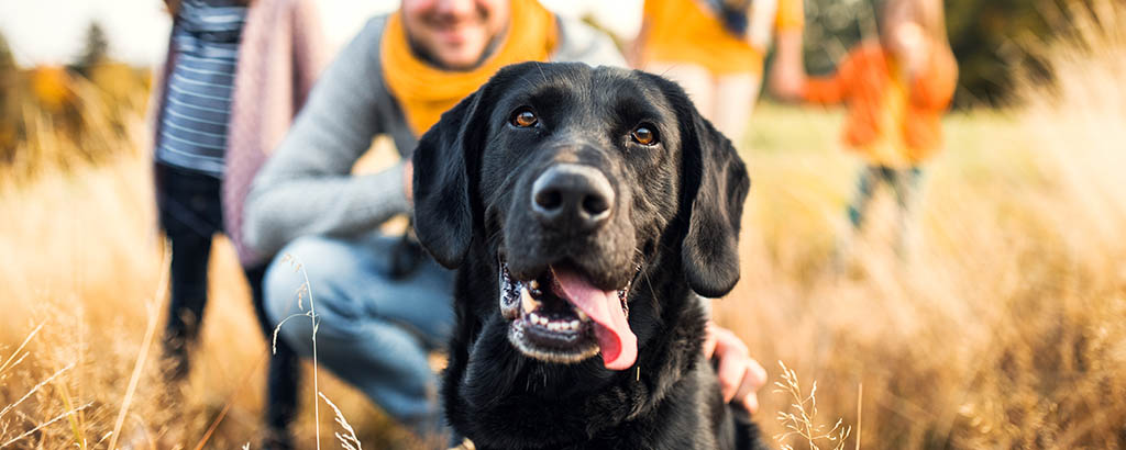 svart labrador tillsammans med sin familj ute