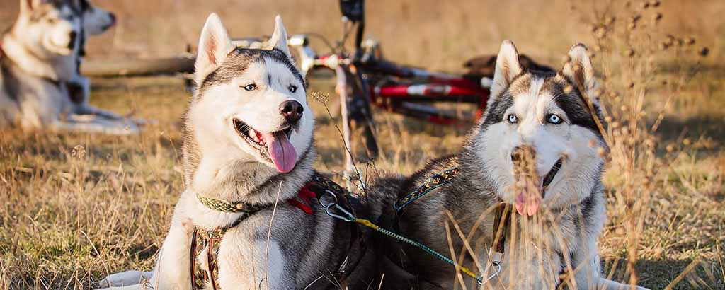 Två slädhundar av rasen Canadian Eskimo Dog