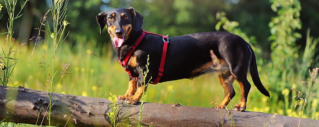 tax balanserar på en stock dogparkour