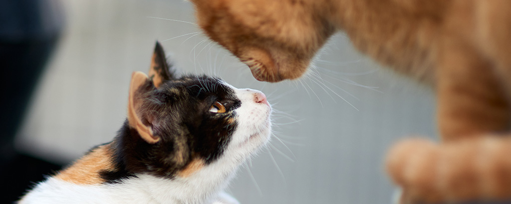 två katter nosar på varandra