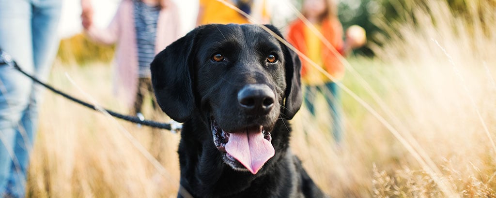 labrador retriever på promenad med sin familj