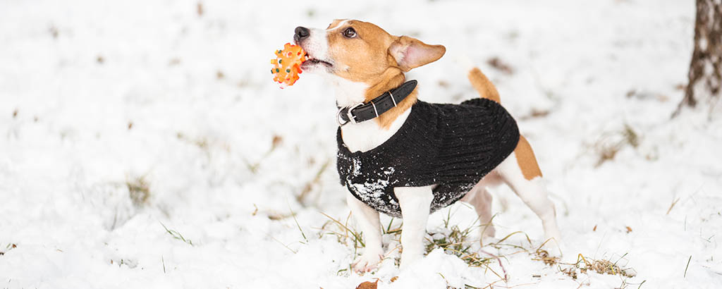 jack russell med ett värmande täcke ute i snön