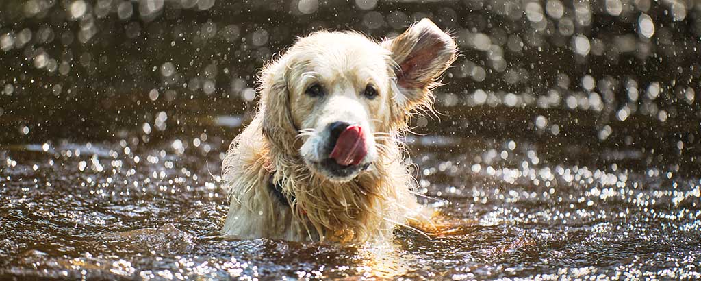 golden retriever badar