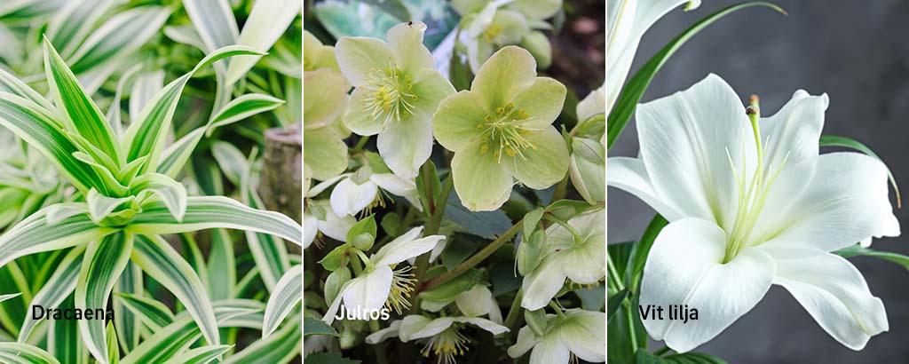 några giftiga växter dracaena, julros och vit lilja