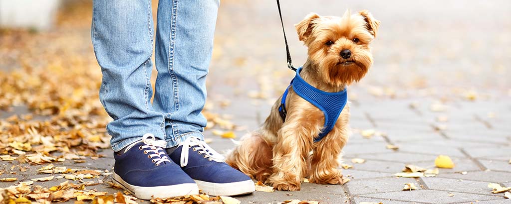 Liten hund yorkshireterrier i en vanlig sele