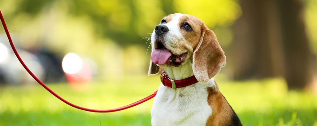 hund beagle i vanligt rött halsband med koppel
