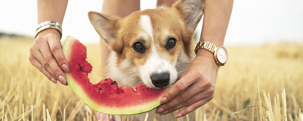 hund welsh corgi som äter vattenmelon