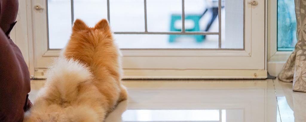 liten fluffig hund ligger vid dörren och väntar