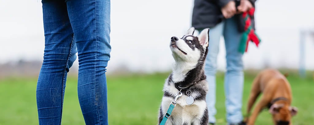 valp husky på kurs med sin matte