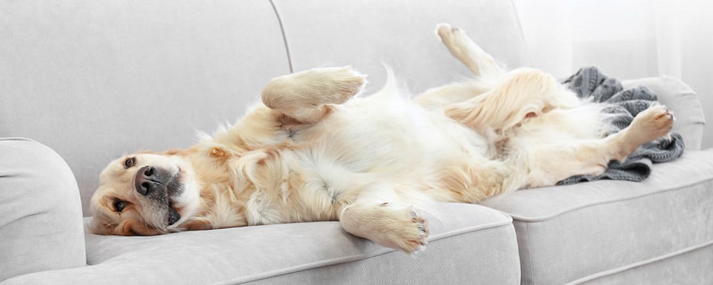 golden retriever ligger på soffan hos hundvakten