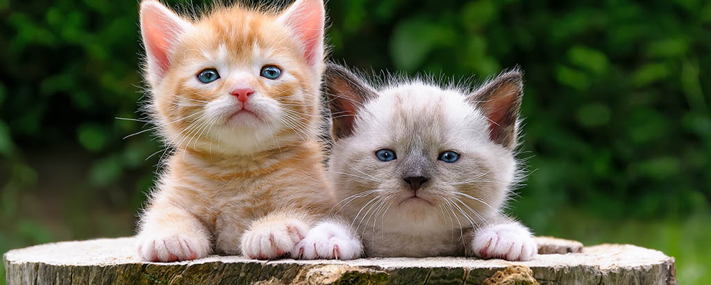 gulliga kattungar på en stubbe