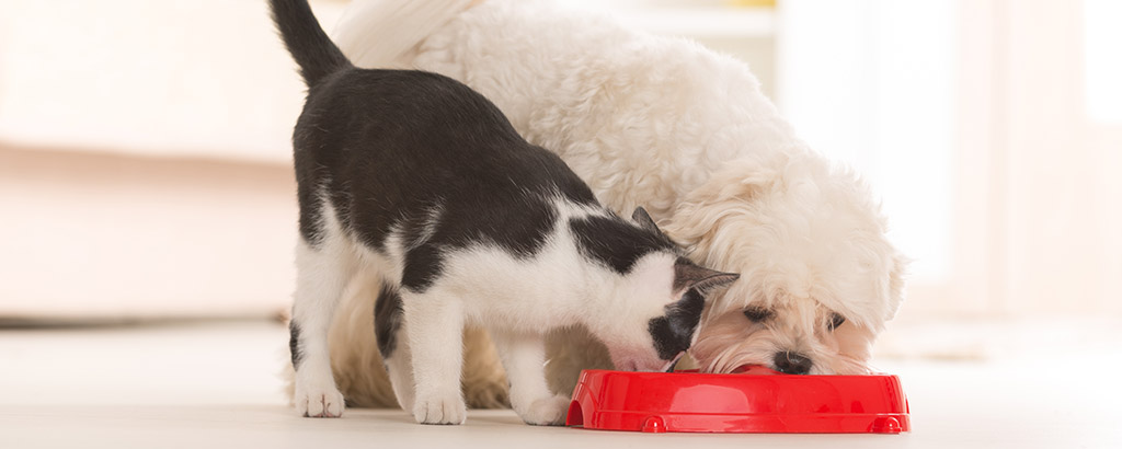 katt och hund äter ur samma matskål
