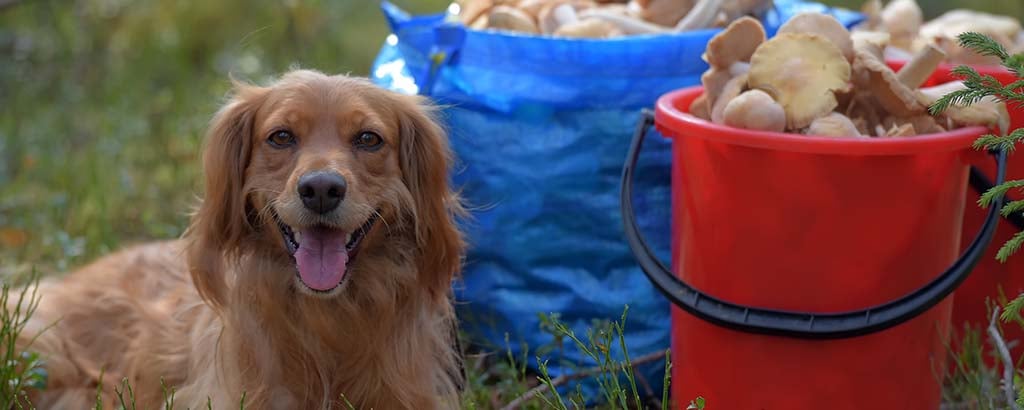 nöjd hund sitter framför hinkar med svamp