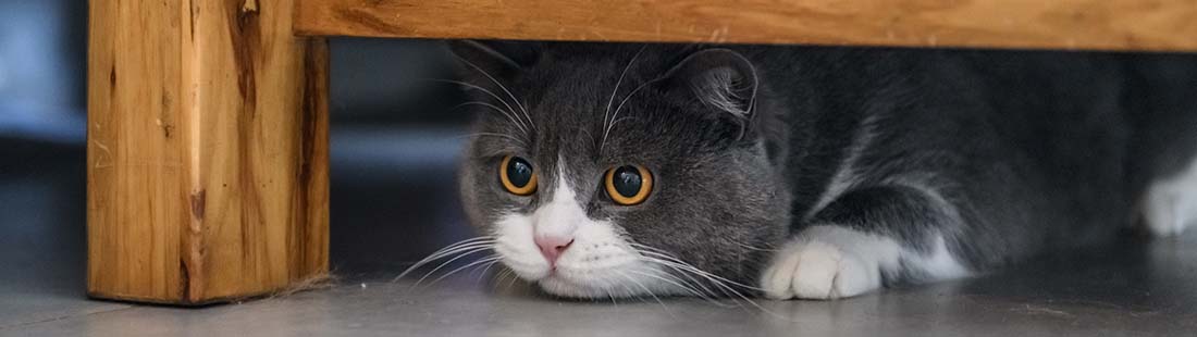 Medicin Till Katt Som Kissar Inne