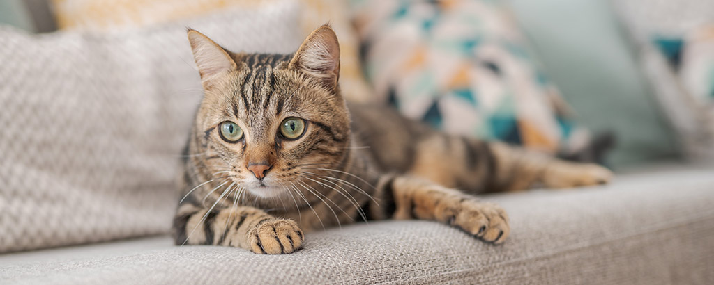 vaken katt ligger på en soffa