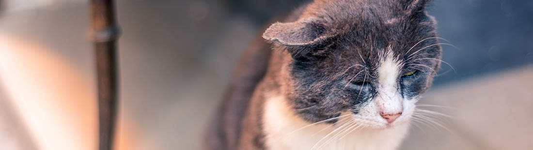 Adoptera katt från katthem - Moderna Djurförsäkringar