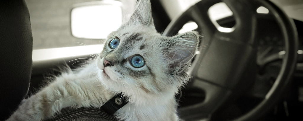 kattunge klättrar på sätet i en bil