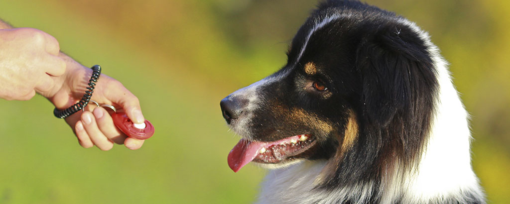 hund aussie tränas med klickerträning