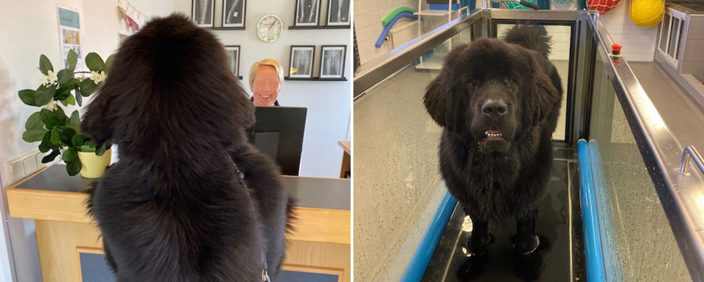 hunden leo på rehabilitering