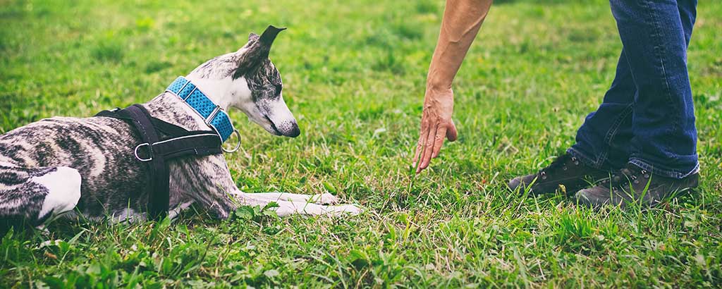 hund greyhound tränar lydnad med sin matte