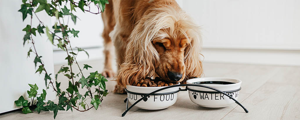 cocker spaniel äter hundfoder ur fina skålar