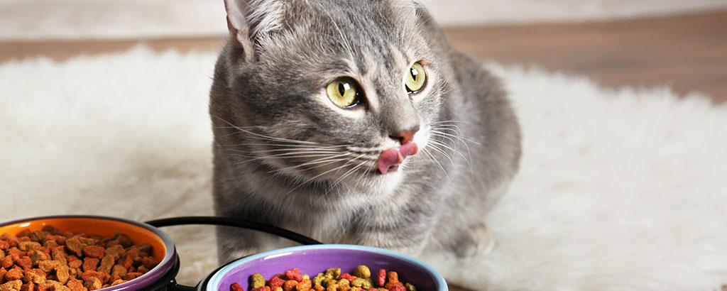 grå katt äter mat ur två skålar