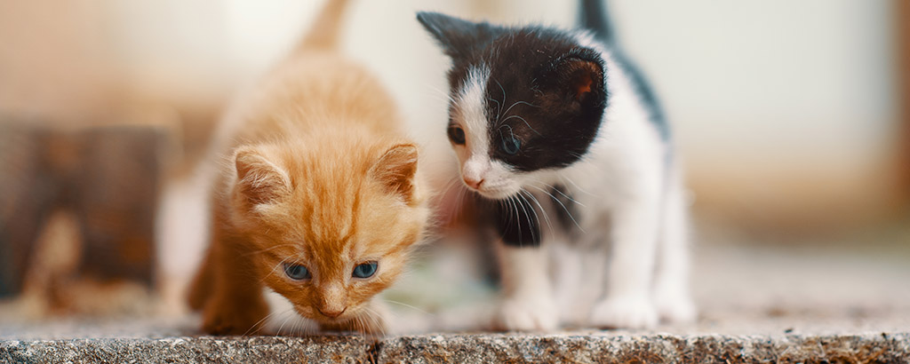 två gulliga kattungar på upptäcksfärd