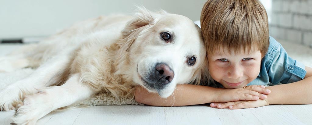 hund golden retriever och en liten pojke ligger på golvet