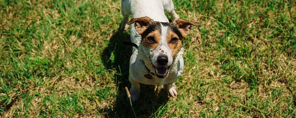 liten hund jack russell tittar upp mot kameran