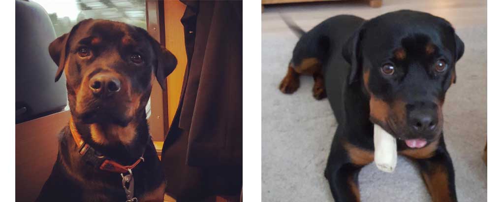 Rottweiler Ronja åker tåg