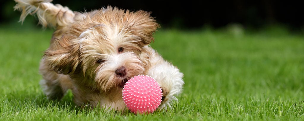 bichon havanais valp leker på en gräsmatta