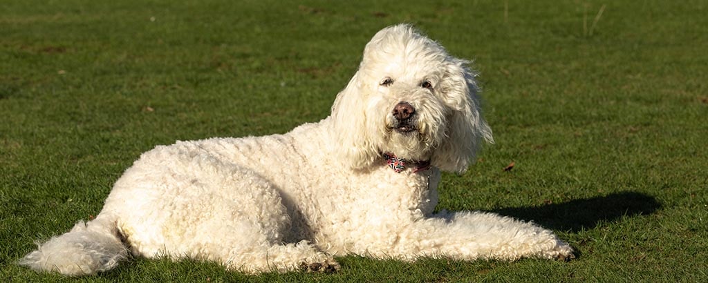 stor vit labradoodle ligger i solen